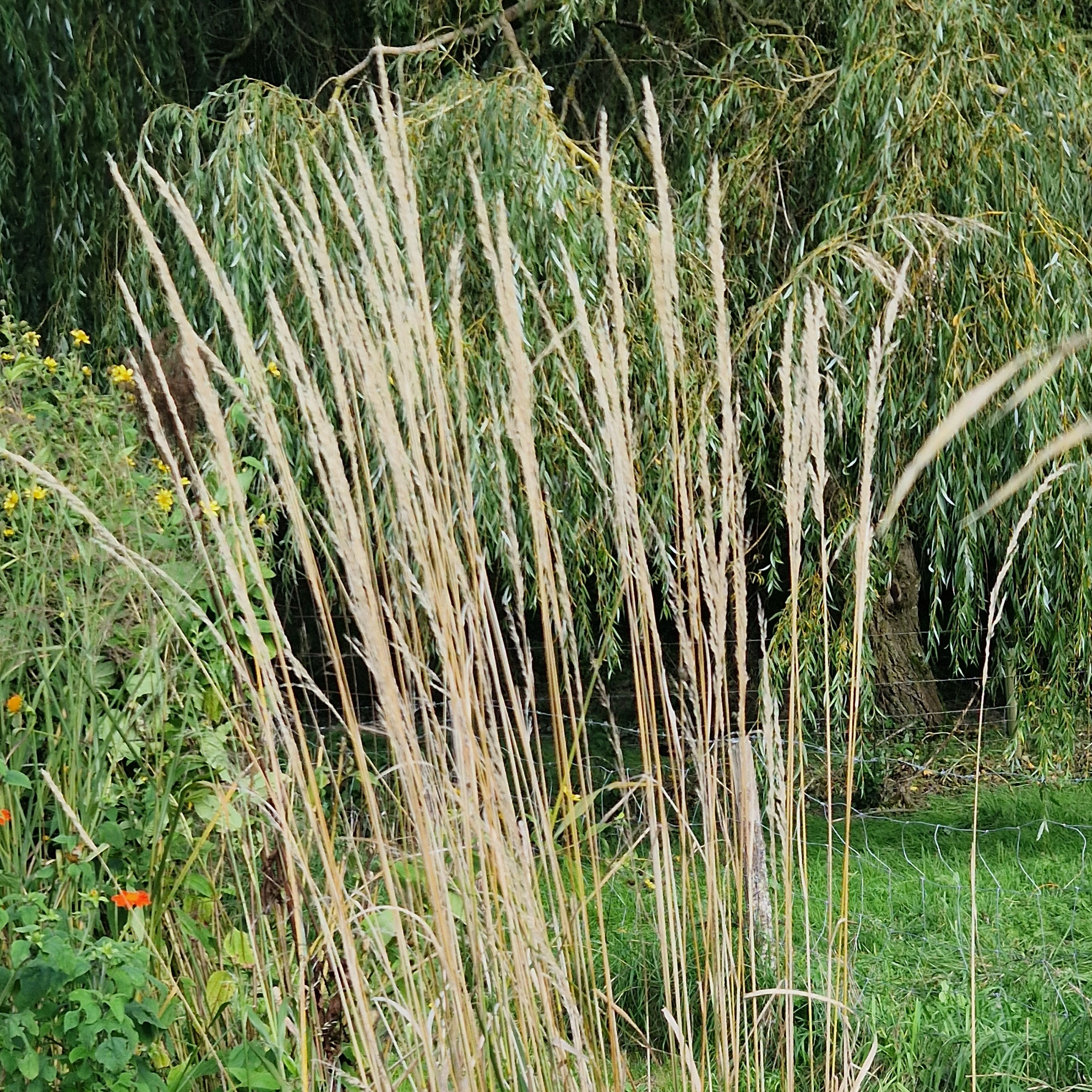 Calamagrostis x acutiflora ‘Karl Foerster’