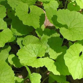 Feuilles d'Alliaire ( par 30 )