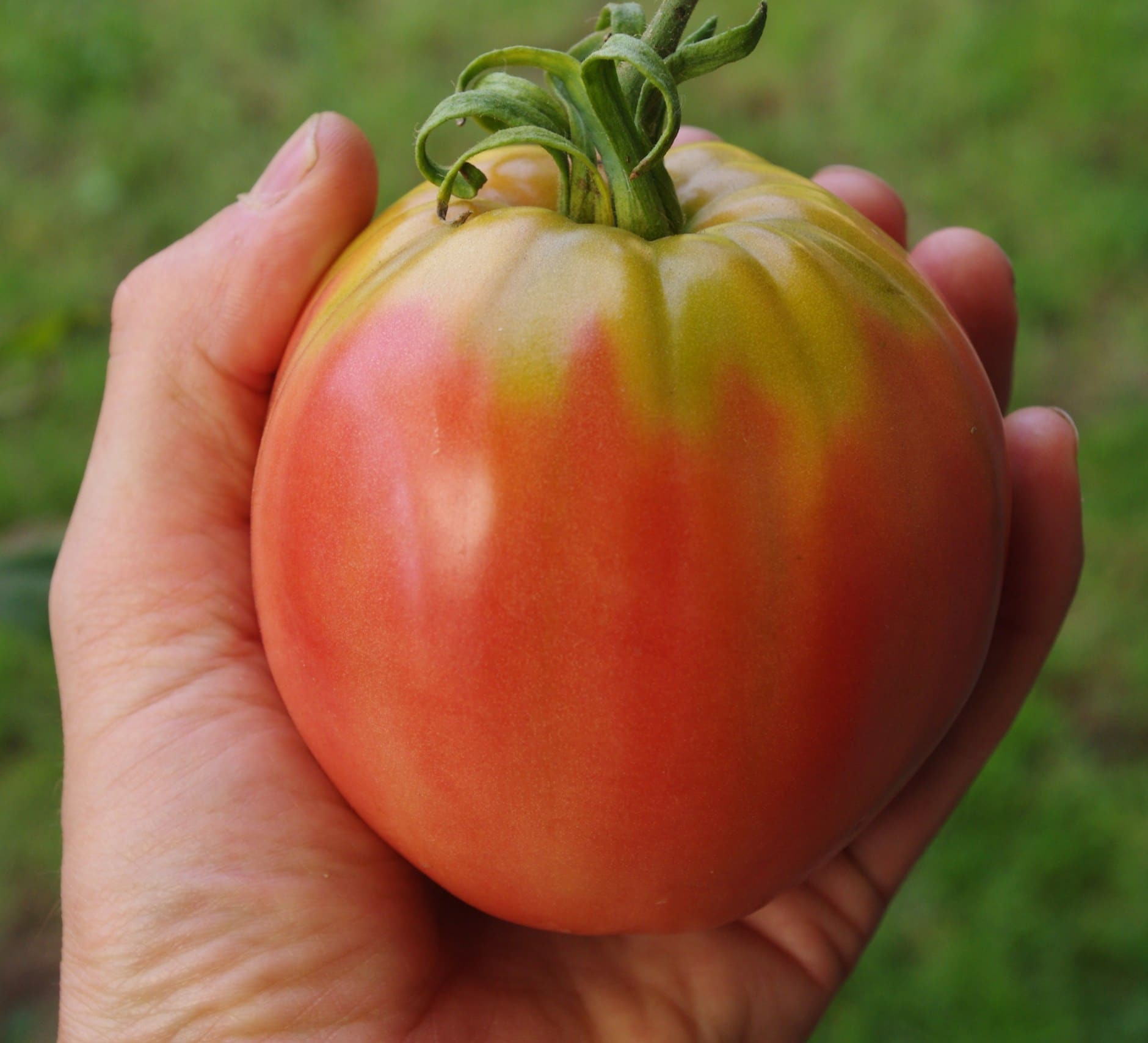 Plants De Tomate Cœur De Bœuf