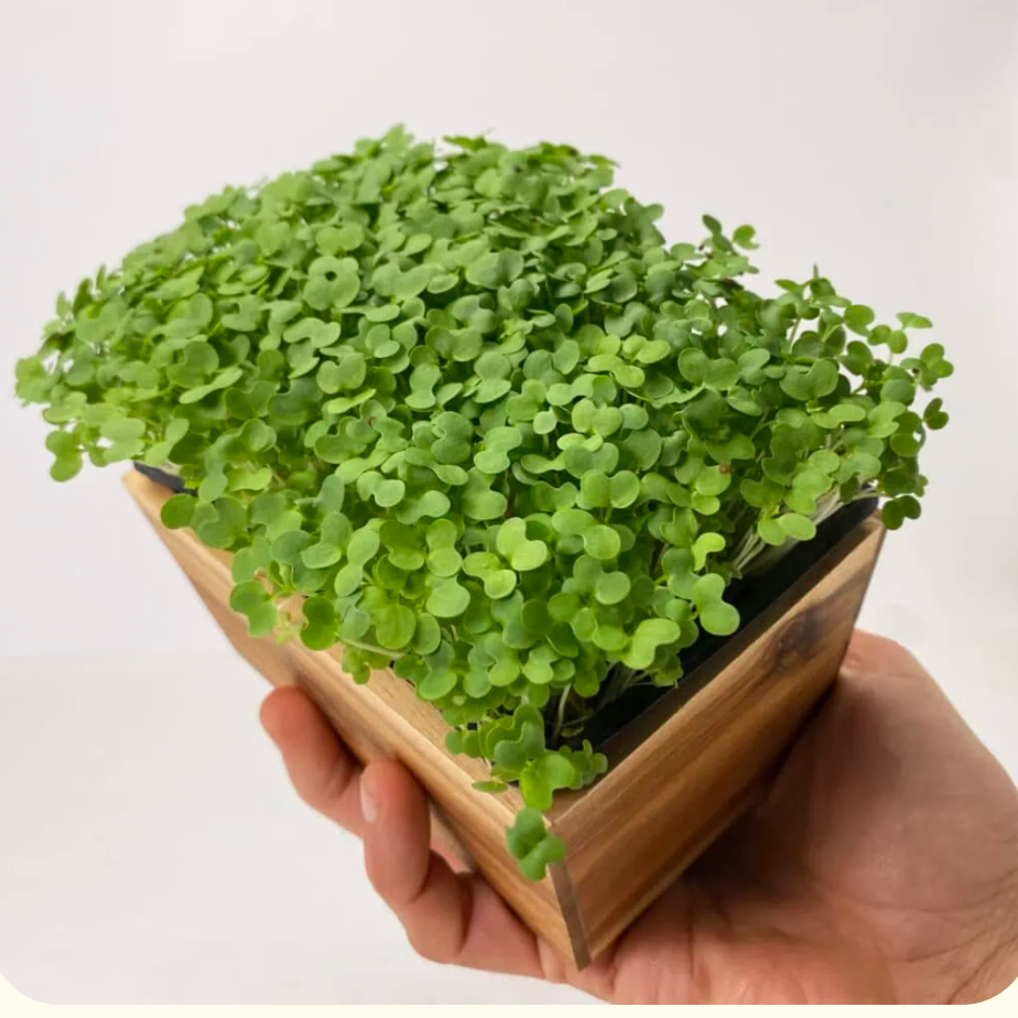 Micro-Pousse Roquette - 20g