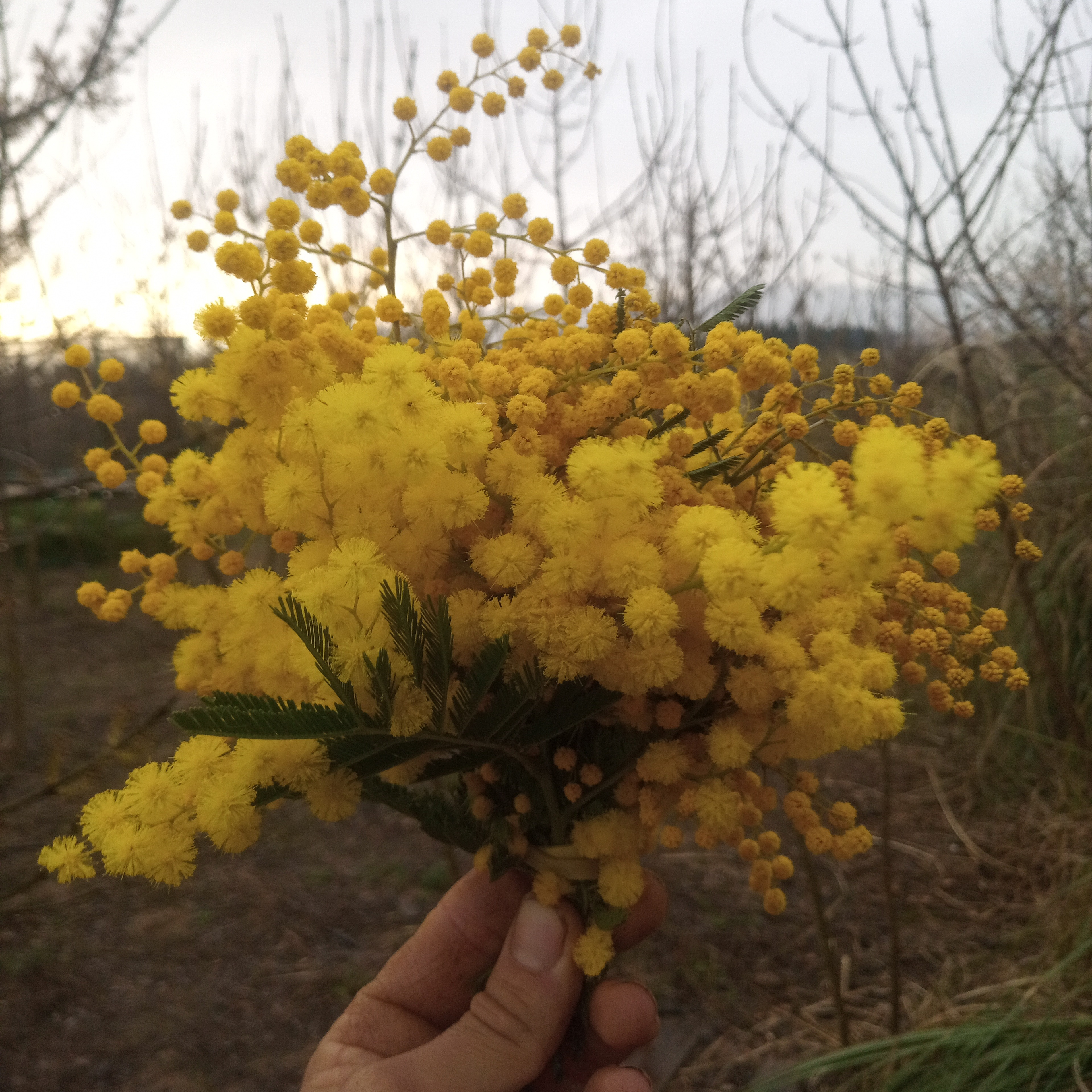 Mimosa bouquet