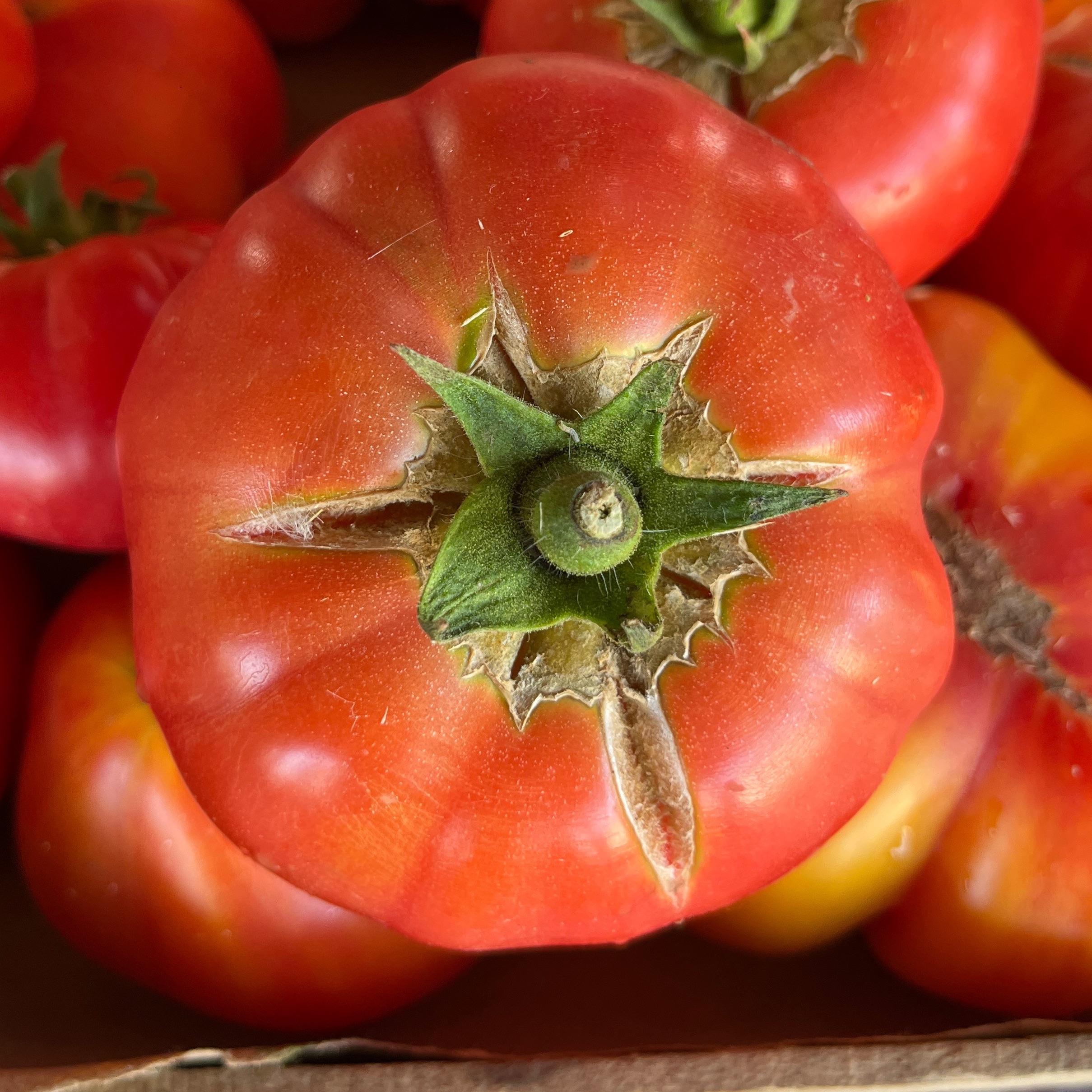 TOMATE ROSE de BERNE / KG
