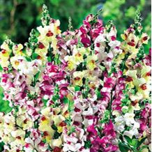 Muflier 'Brighton rock' - godet 8 cm