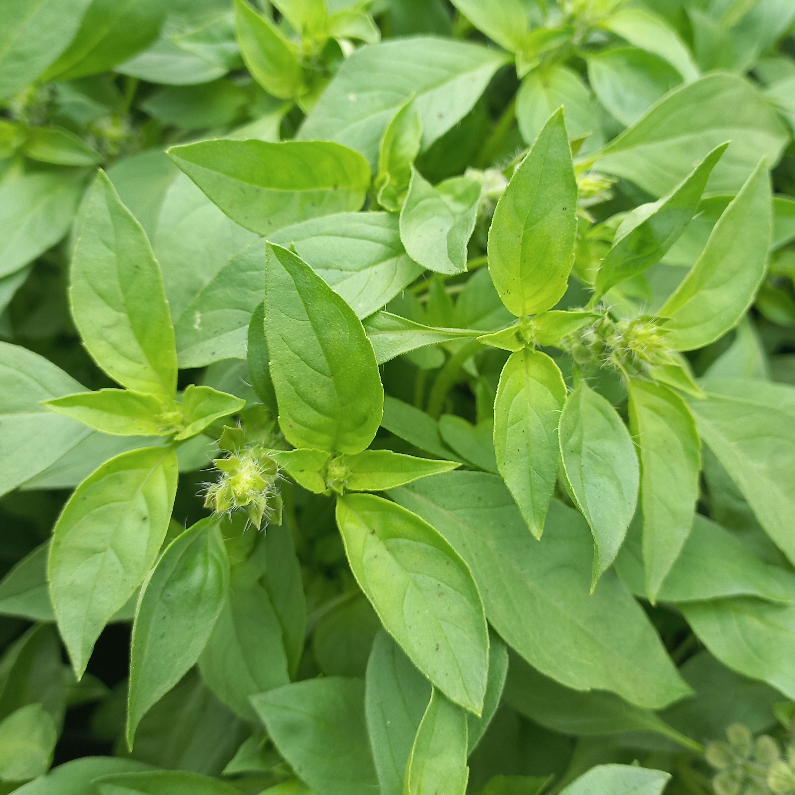 Basilic citron - godet 8 cm