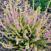 - Calluna vulgaris "Carrington" (Bruyère d'été orange) - P10/P13