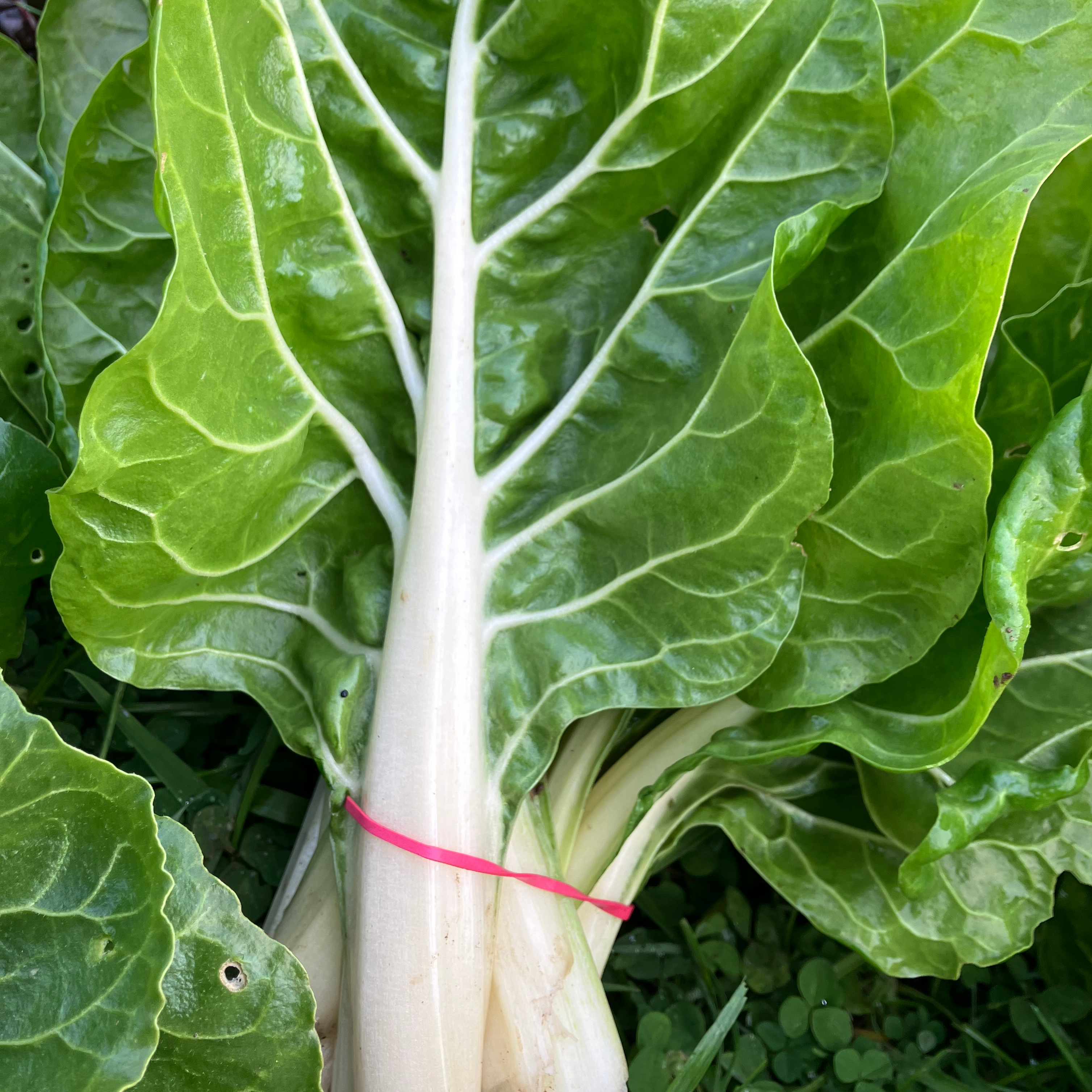 Bette blanche - 0,5kg