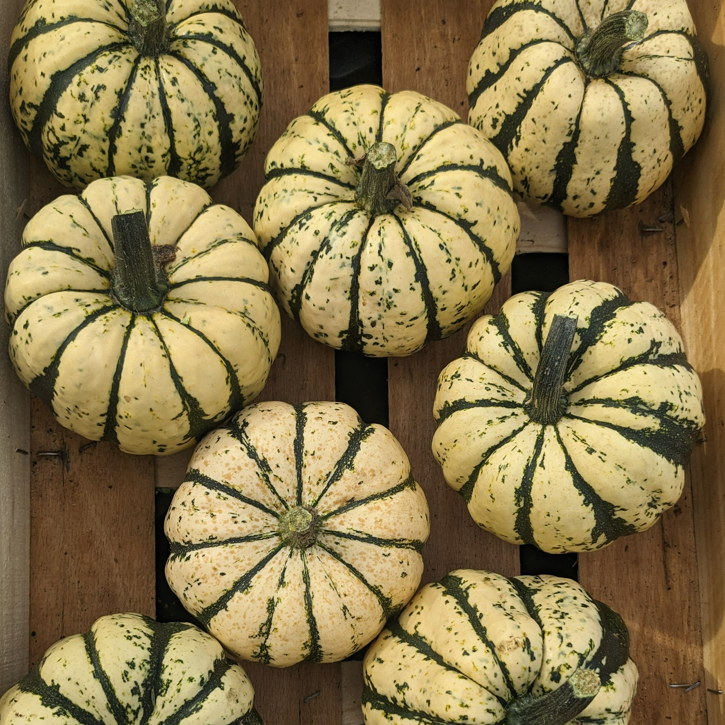 Courge Patidou