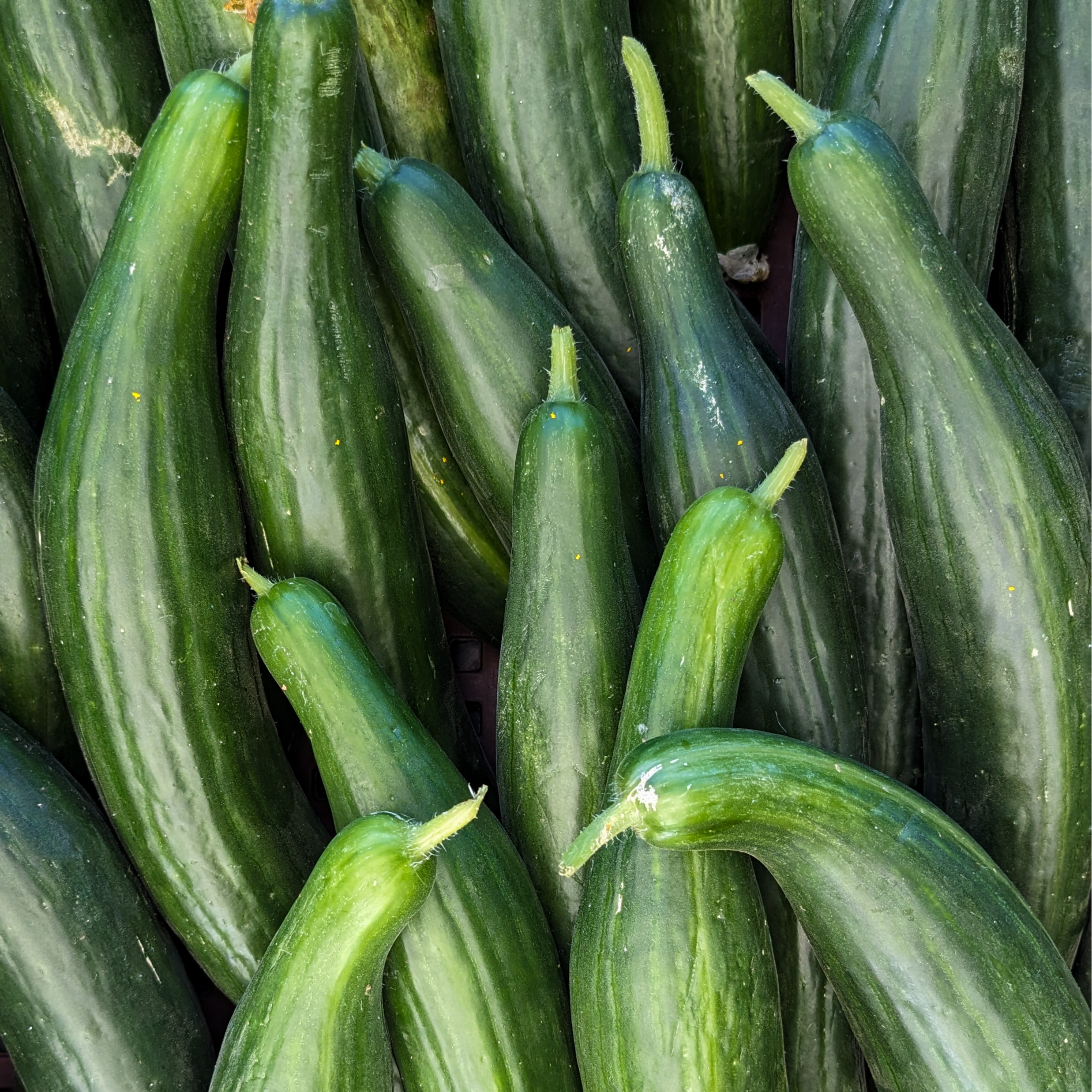 Concombre