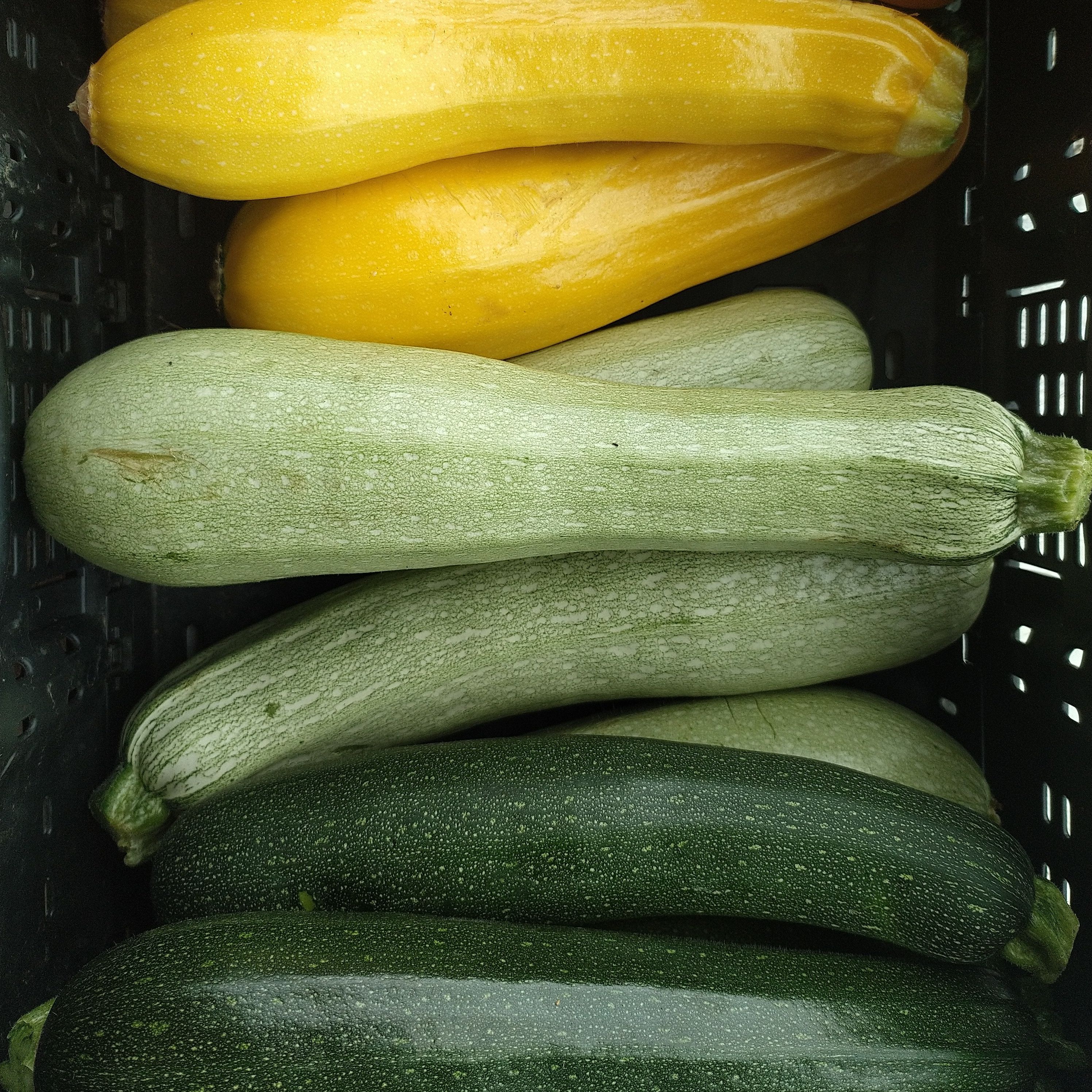 Courgette