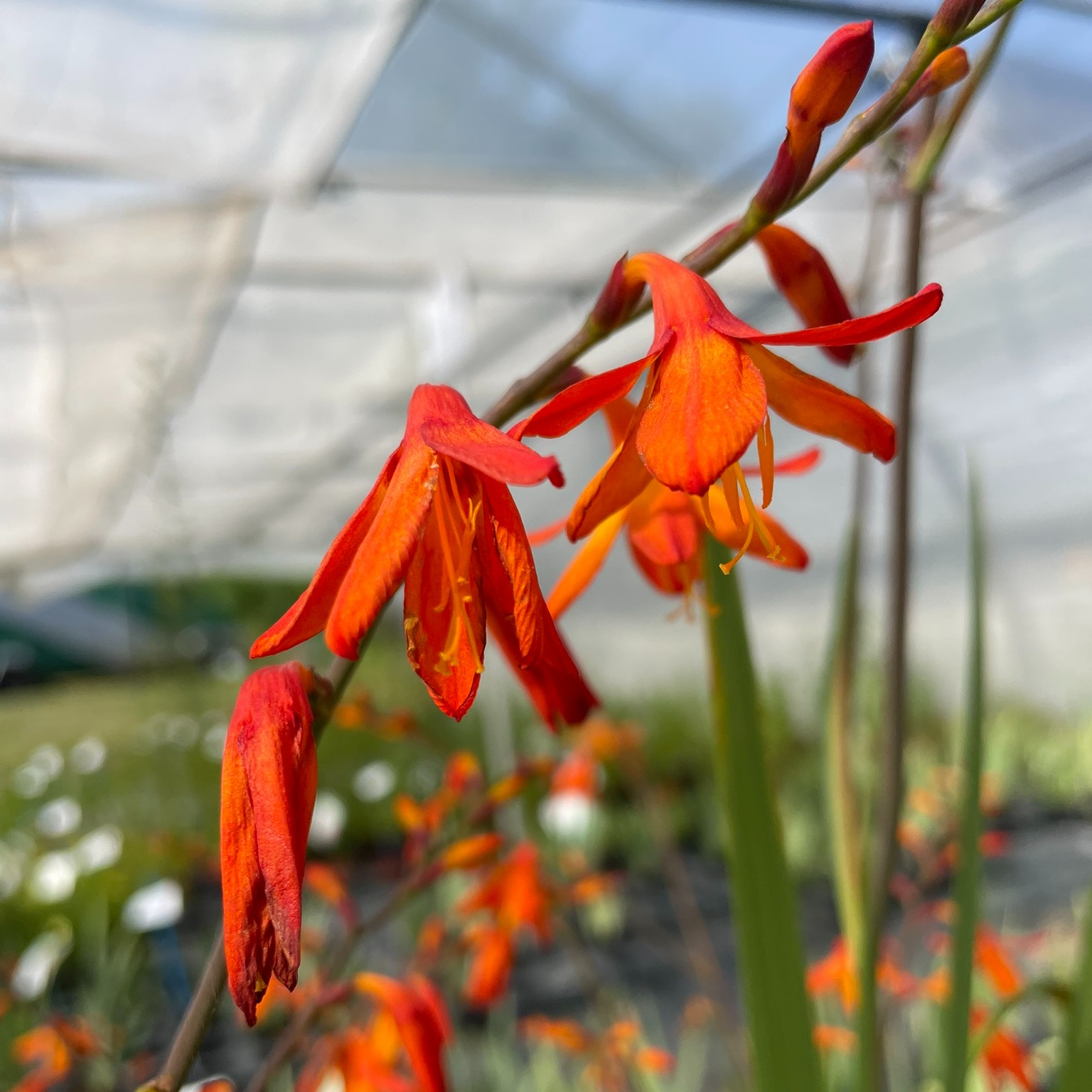 Crocosmia