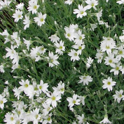 Corbeille d'Argent - Cerastium tomentosum