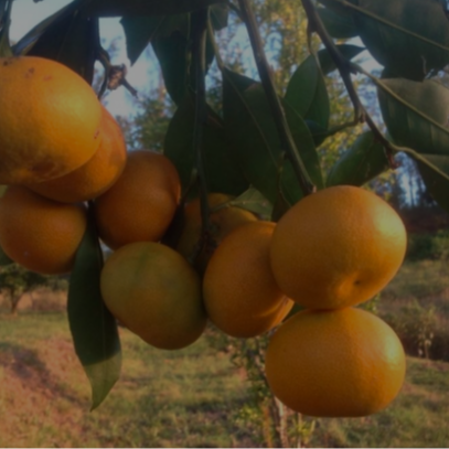 Mandarine Satsuma Okitsu