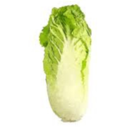 Chou Chinois Pé tsaï