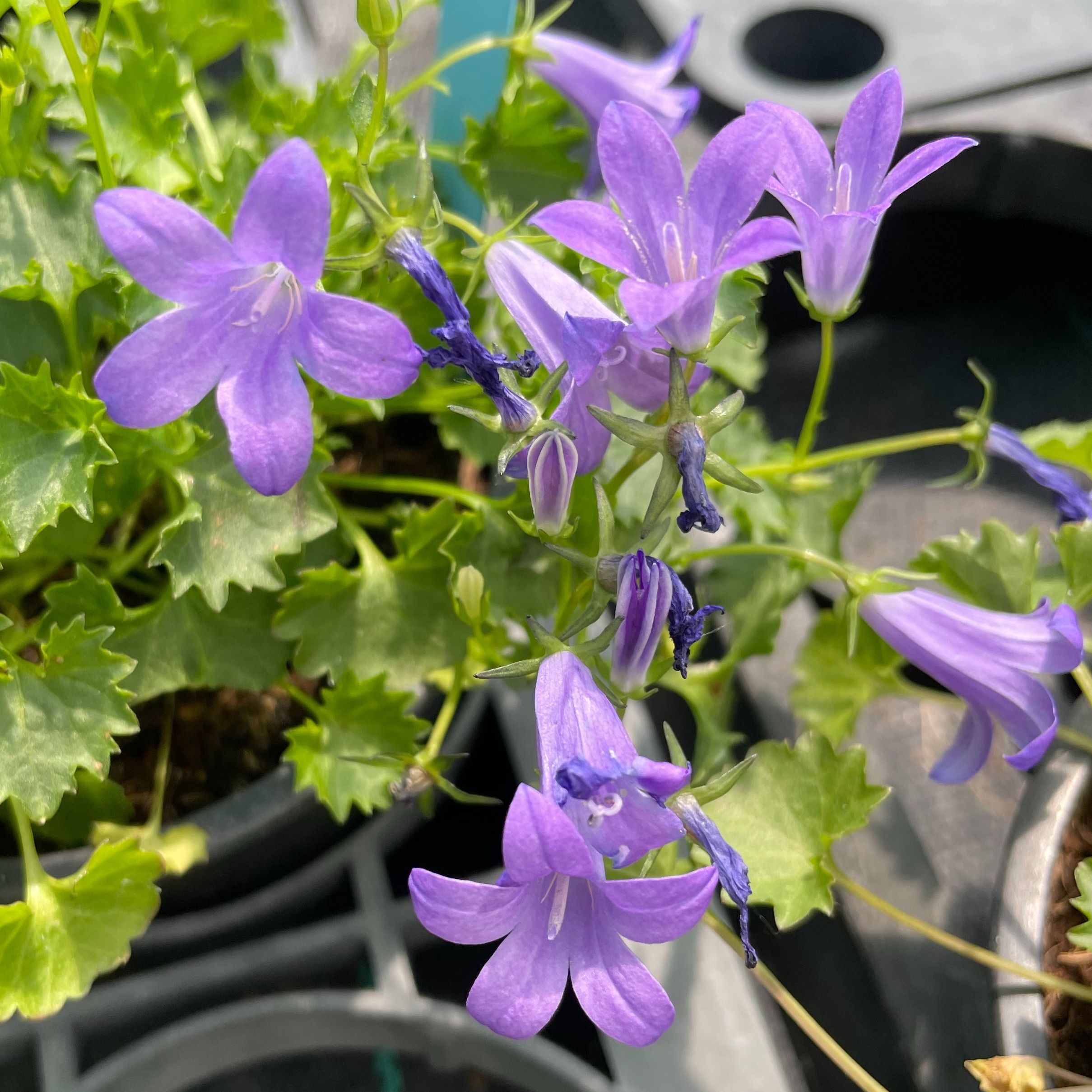 Campanule des murs - Campanula portenschlagiana