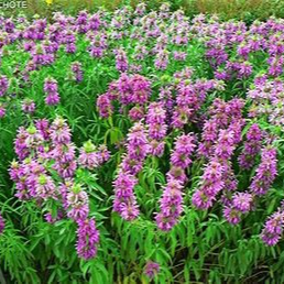 Monarde citron en godet 8 cm