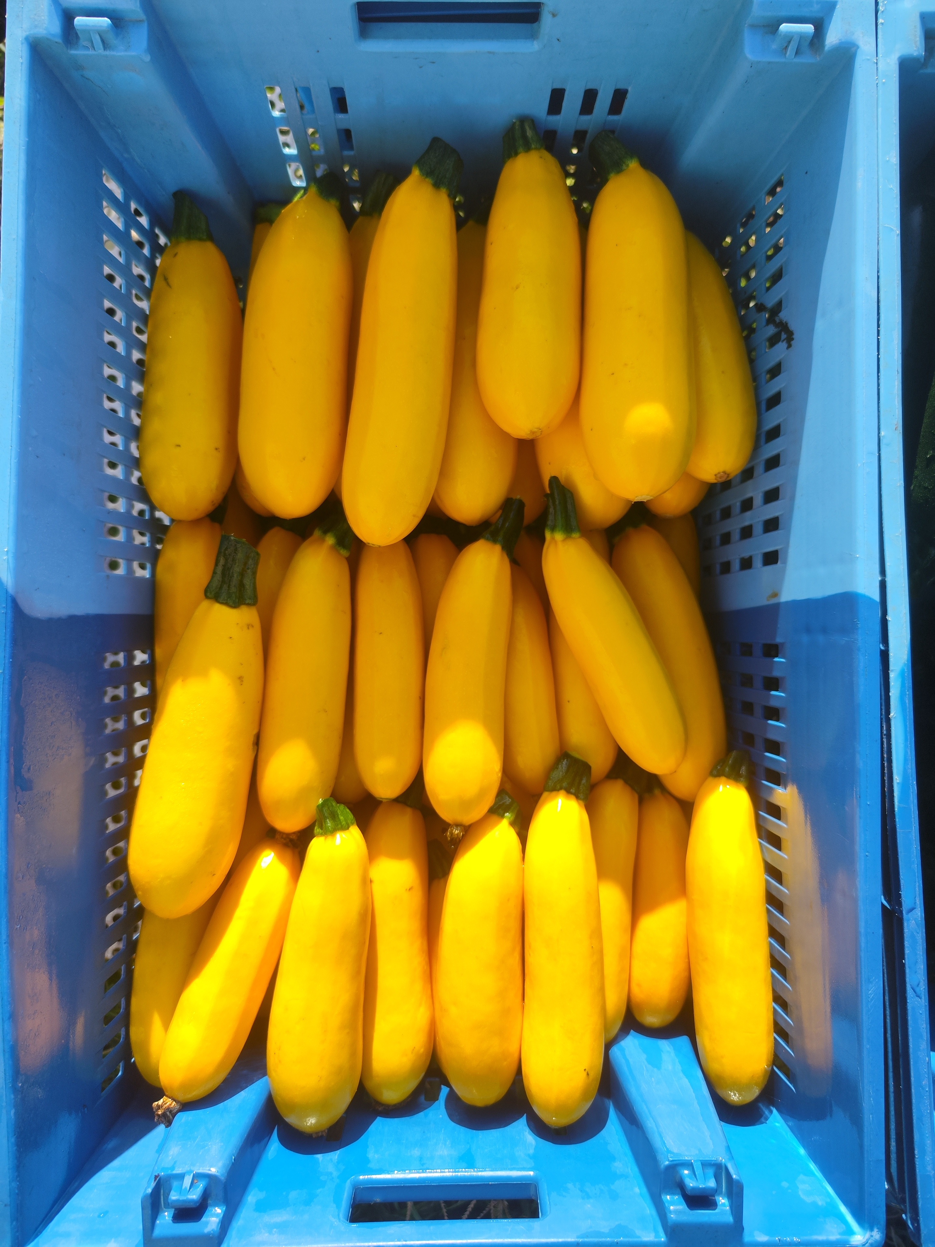 Courgette Jaune LINGODOR
