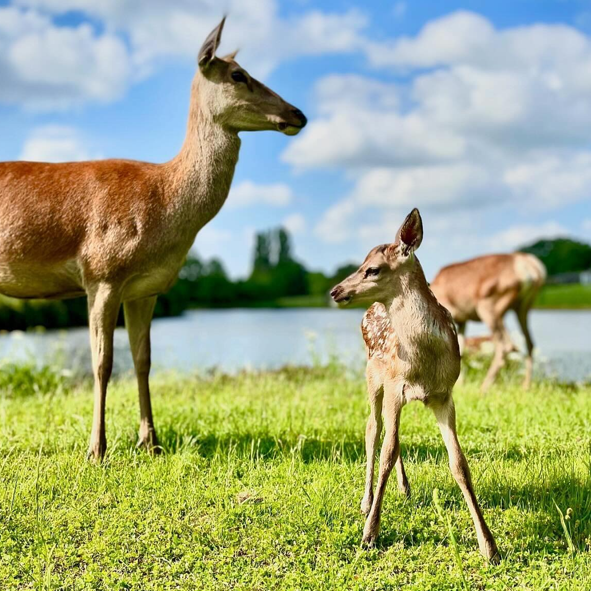 Journée Découverte Faons Enfant 06/06/2026