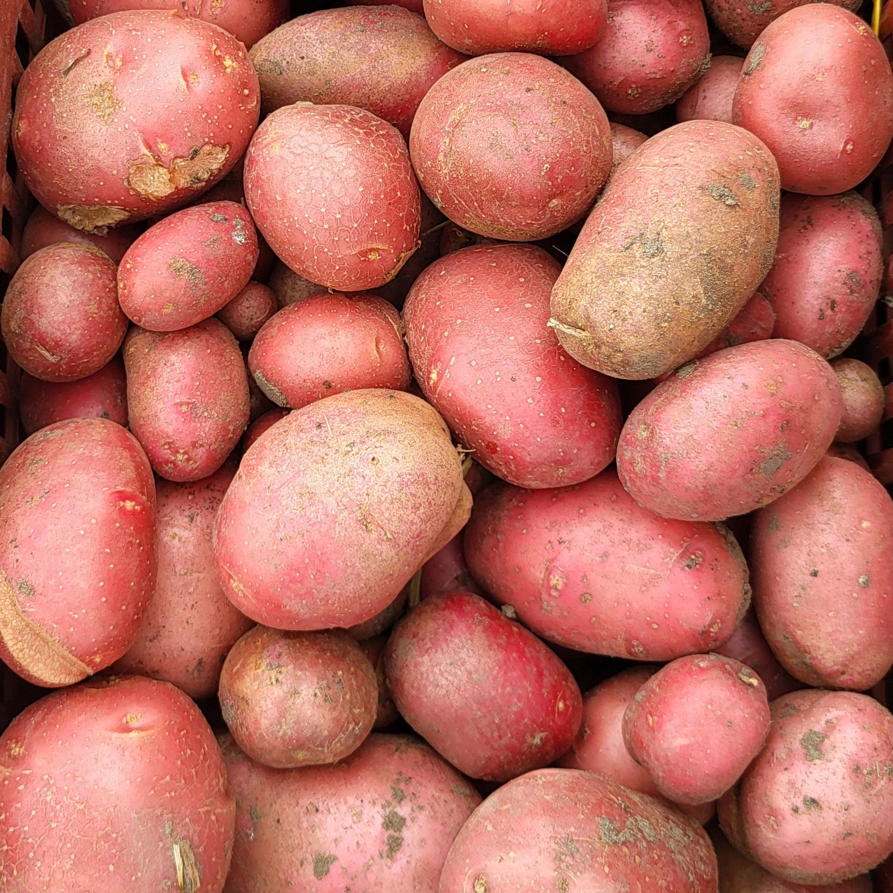 Pomme de terre rose 1 kg