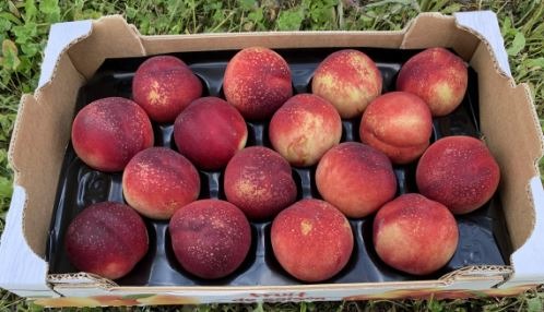 Nectarine (plateau) - 4kg