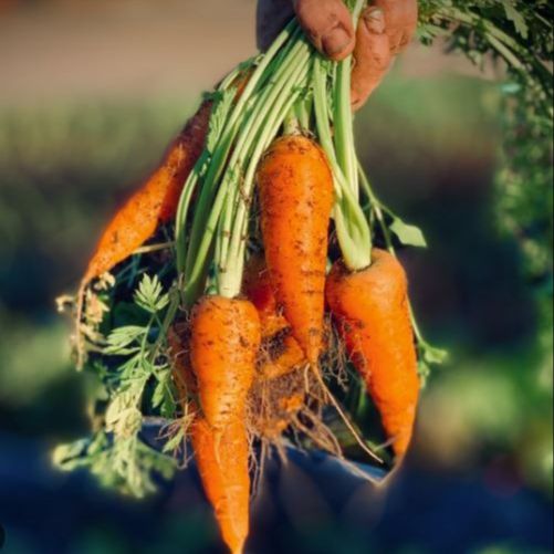 Carottes FANE / Pièces