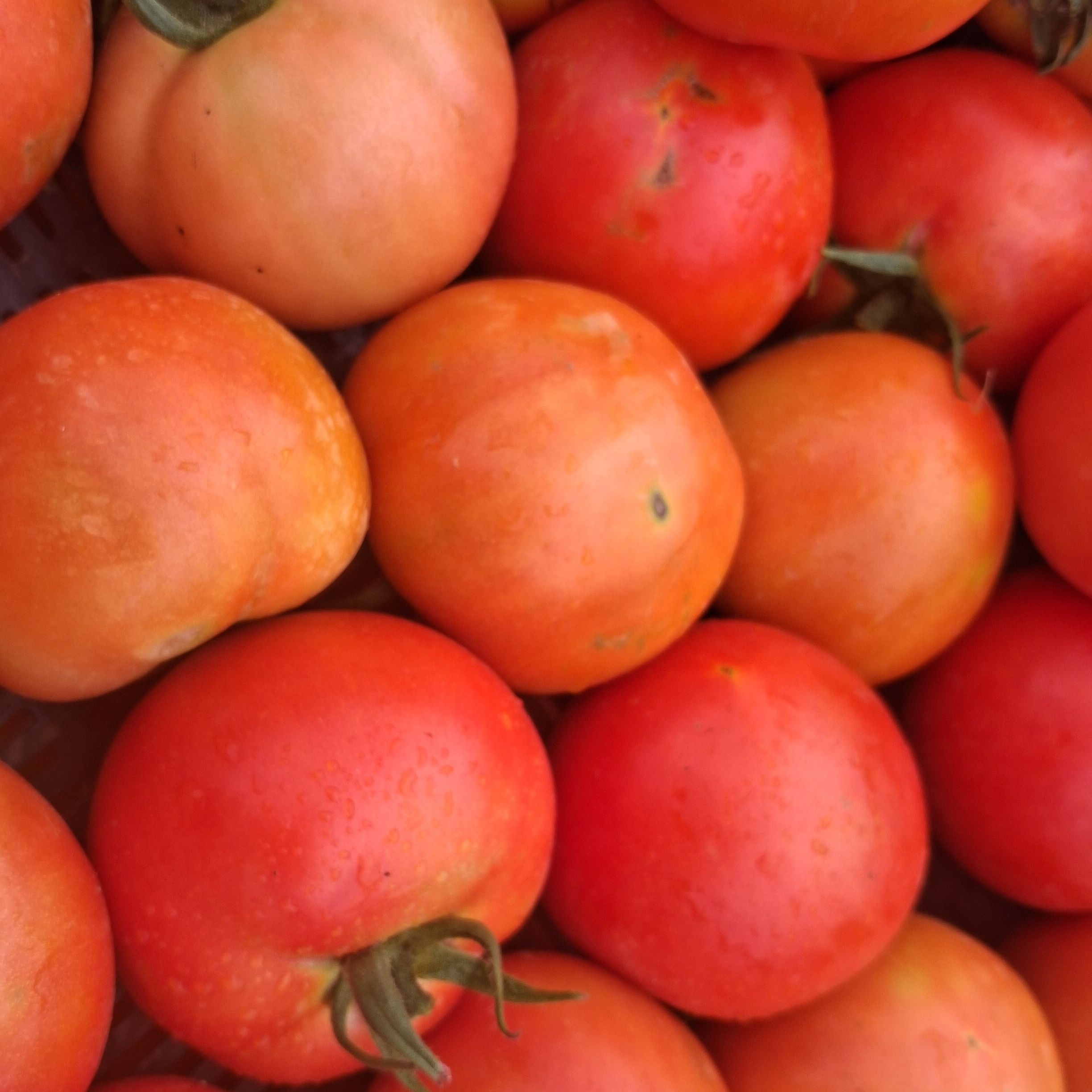Tomate Rouge Ronde