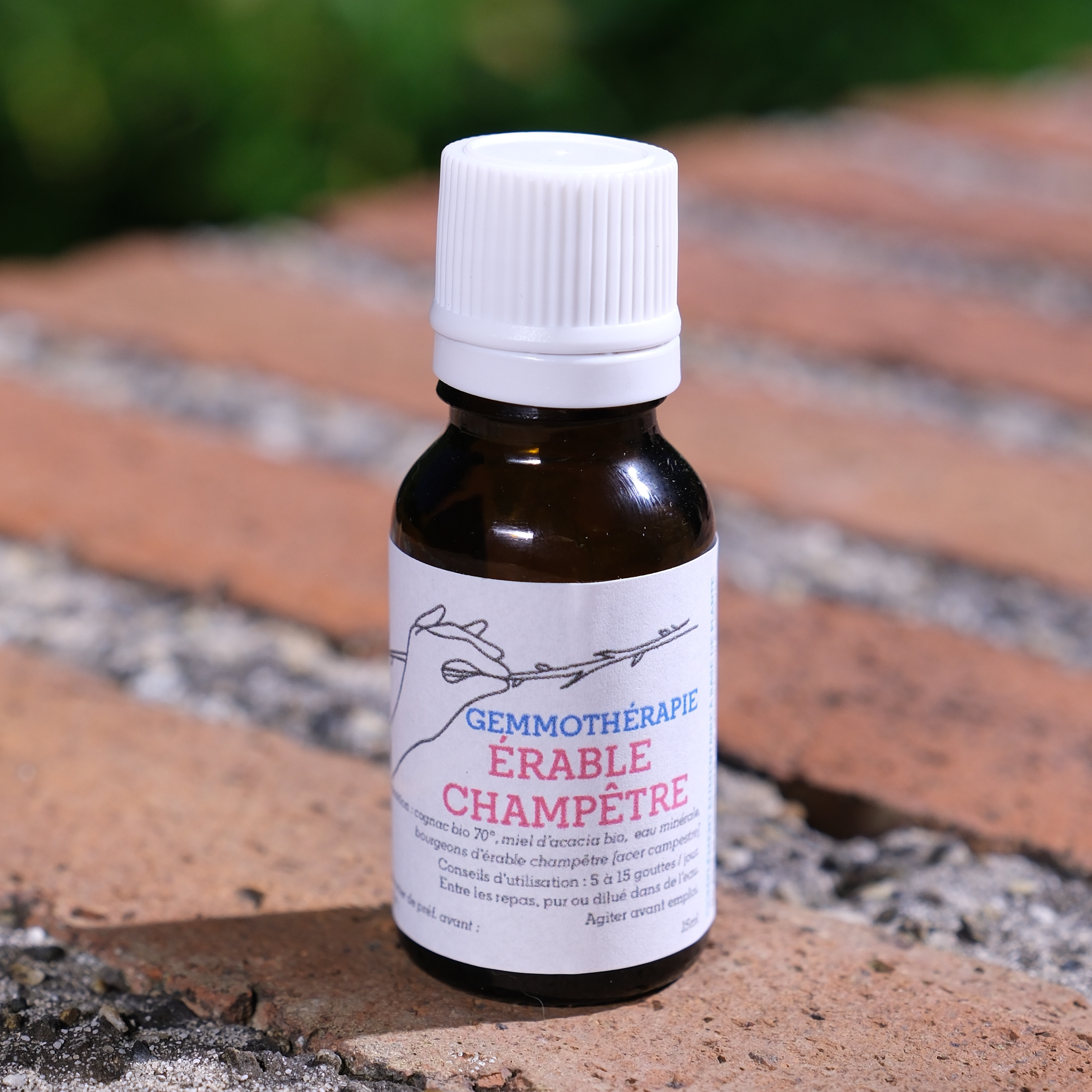 Érable champêtre • Vésicule biliaire & Action antivirale - 15ml