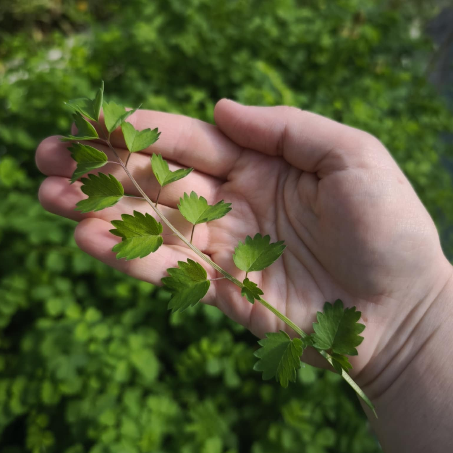 Pimprenelle (grandes feuilles)