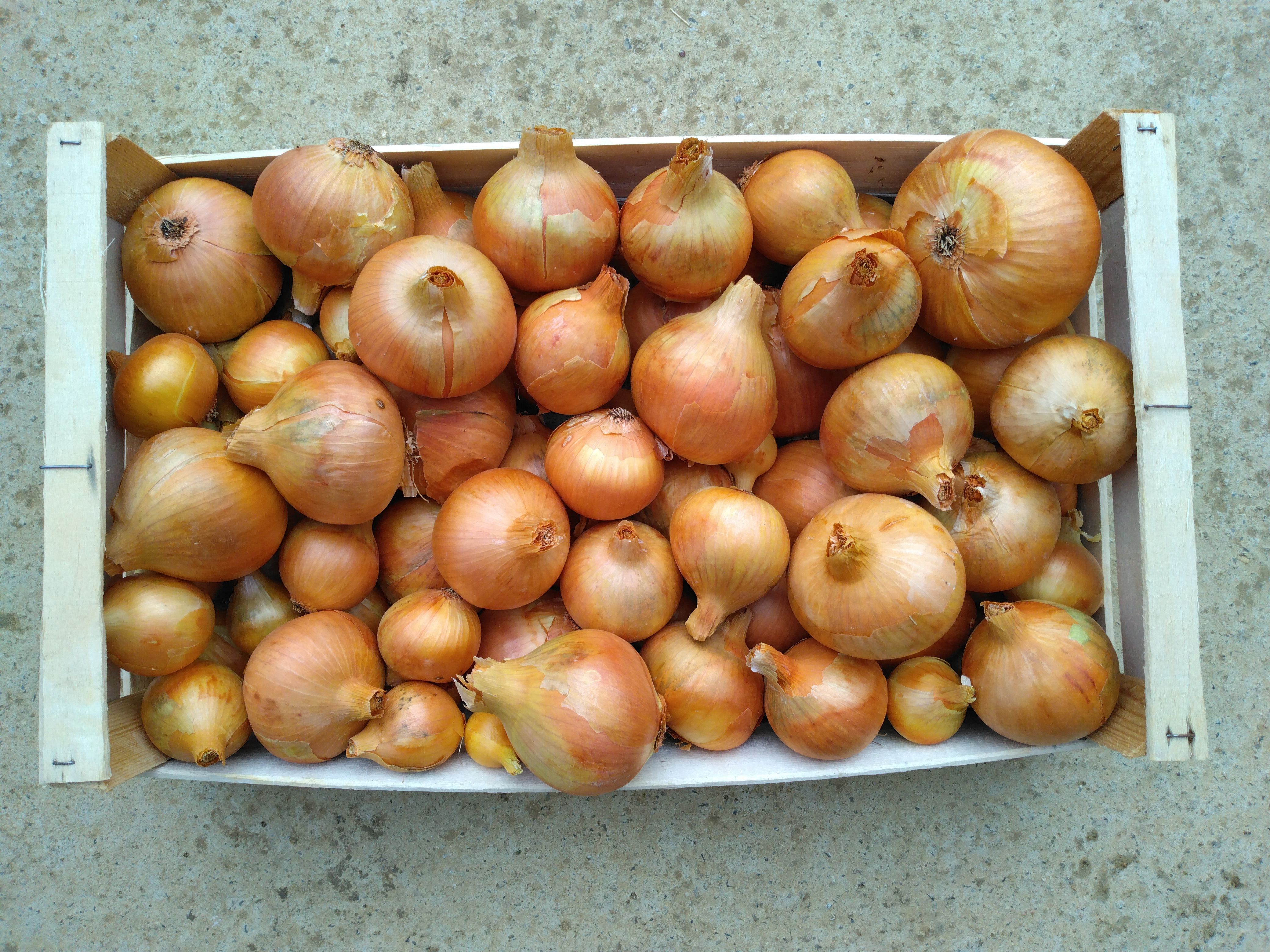 Oignons