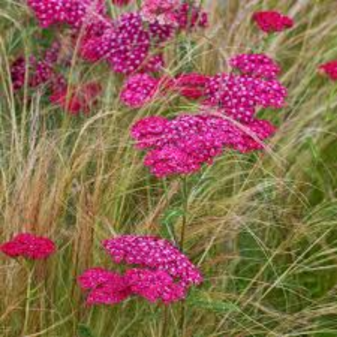 Achillea ‘Cerise queen’