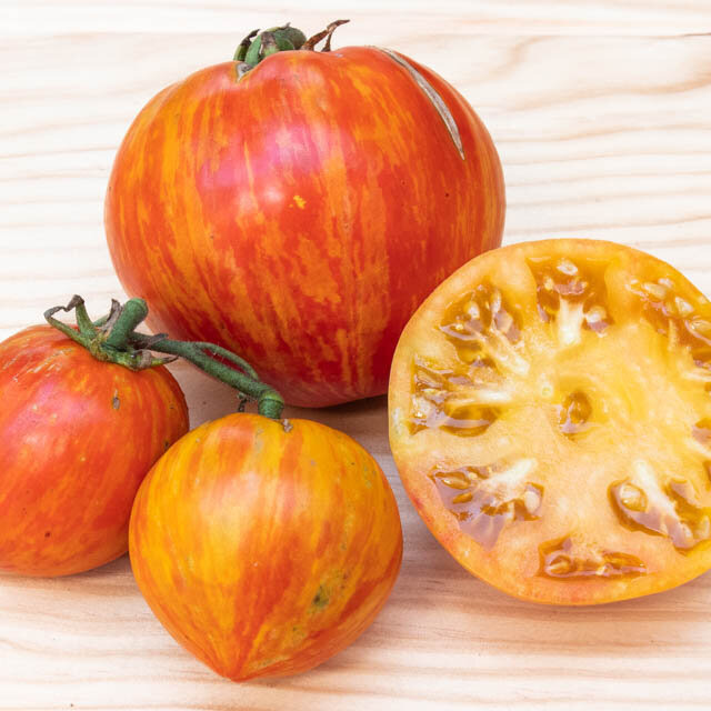 Plant de Tomate - Copia