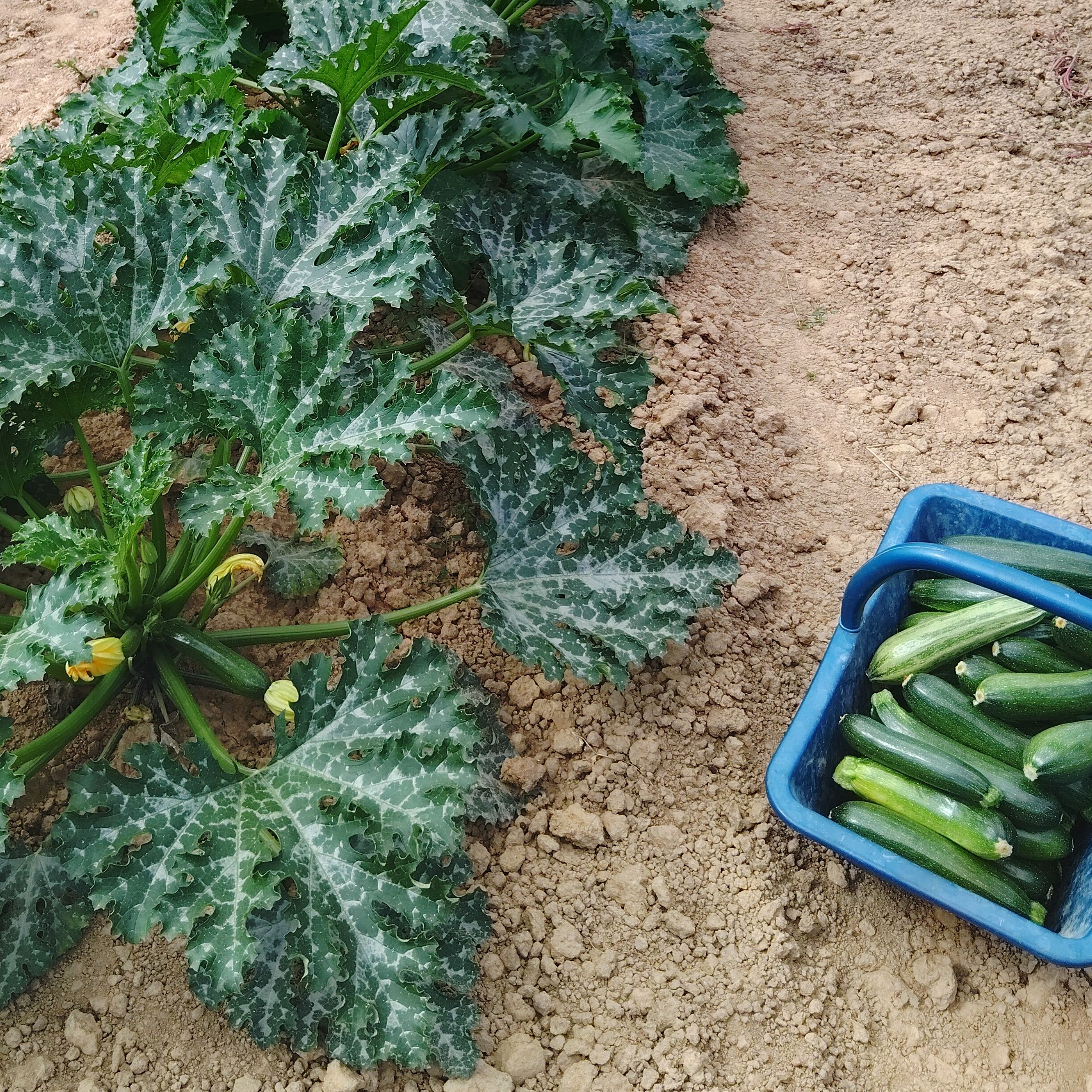 Courgette Black beauty