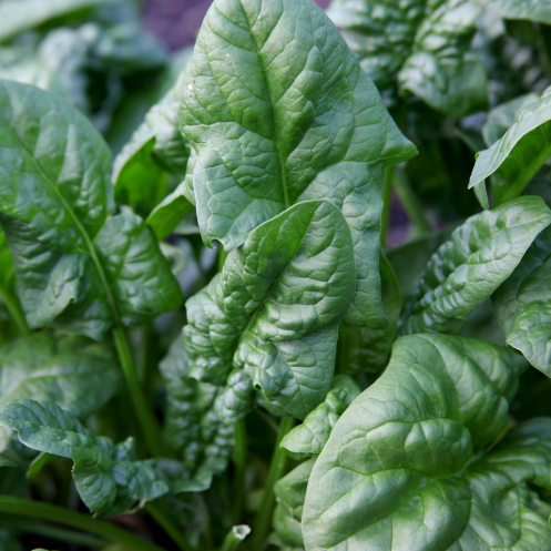 ÉPINARD D’ÉTÉ Yakalo Bio