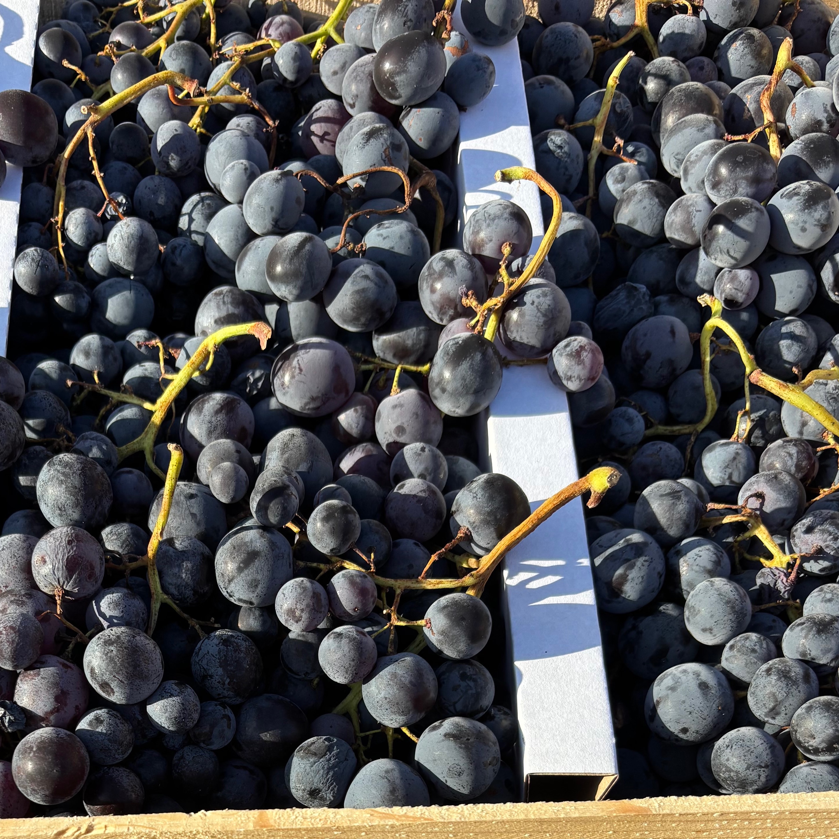 Raisin noir