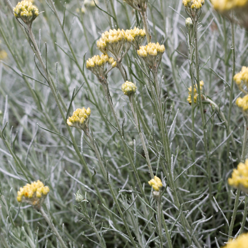 HÉLICHRYSE 'MIEL ET CURRY' Bio