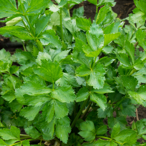 PER-CEL, CÉLERI PERSIL Bio