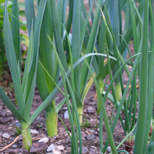 POIREAU PERPÉTUEL Bio