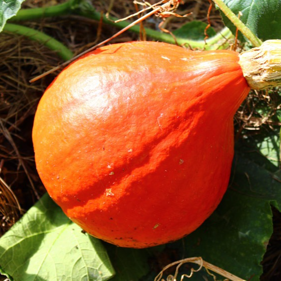 Courge Potimarron rouge au kg