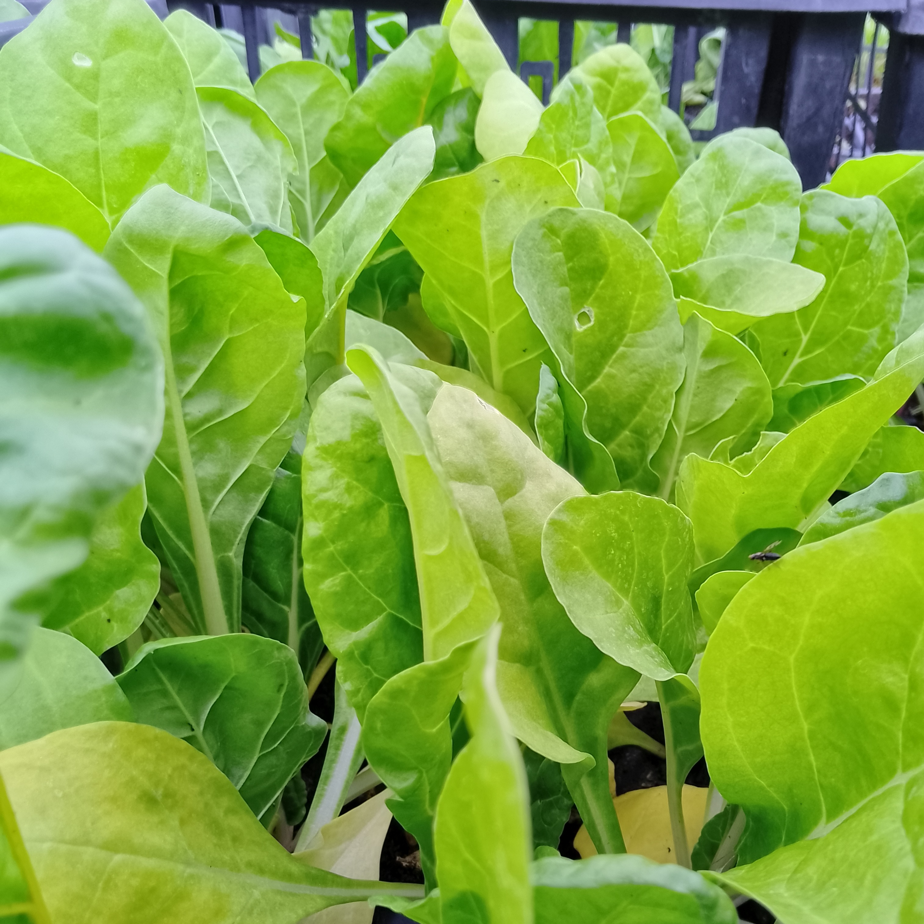 ¨Plant de blette