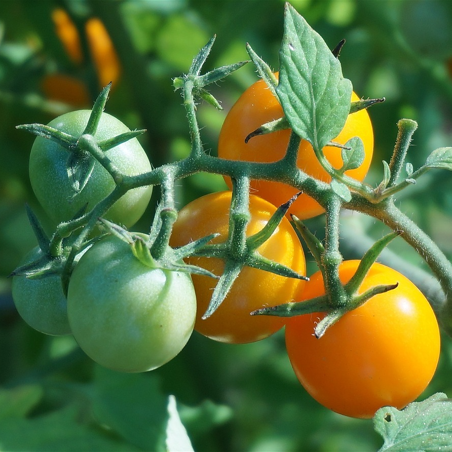 Tomate Cocktail jaune - godet 8 cm