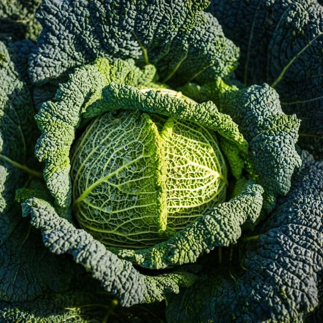 Chou vert frisé - 1 pièce