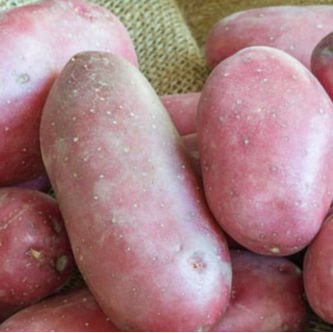 Pommes de terre nouvelles