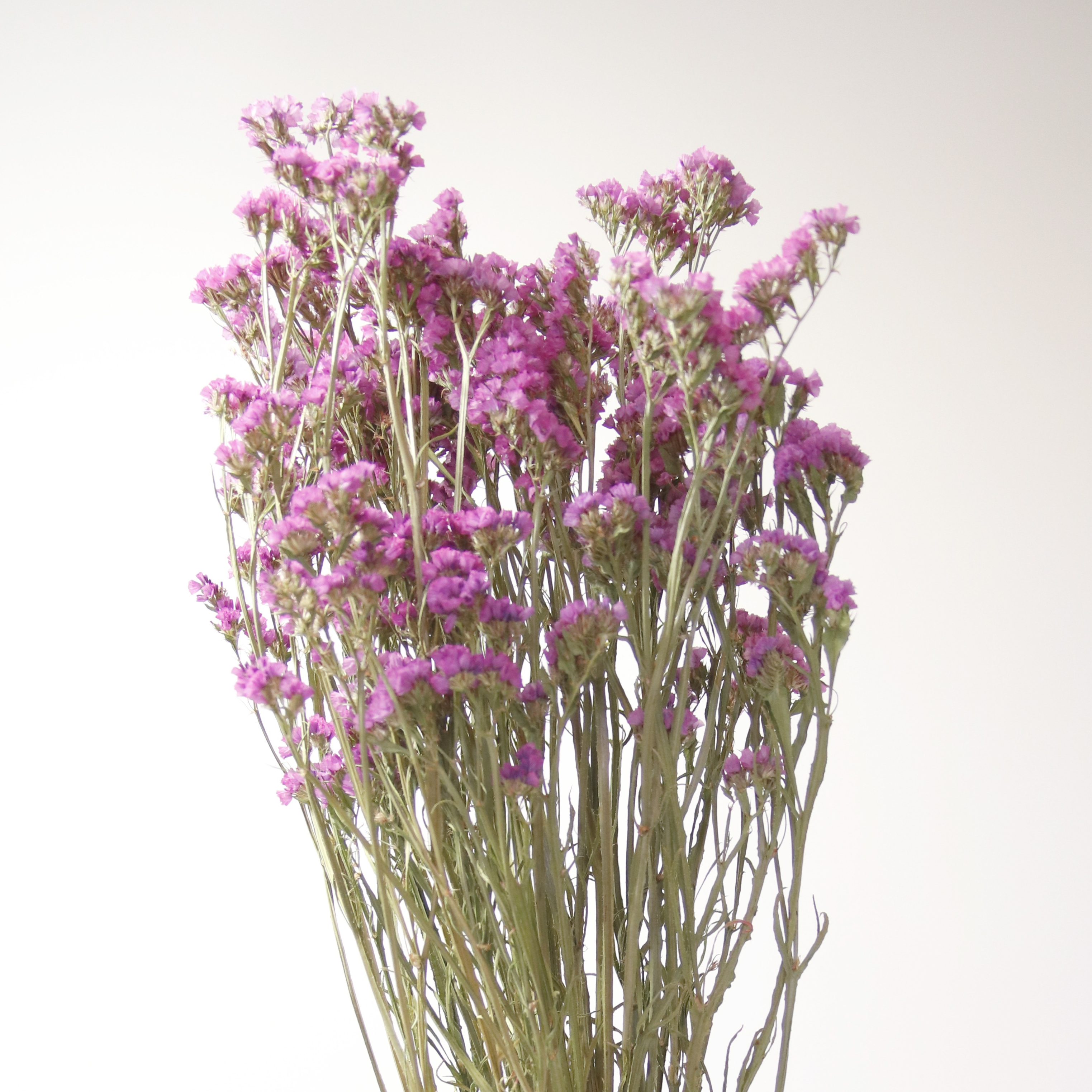 Statice Lilas séché