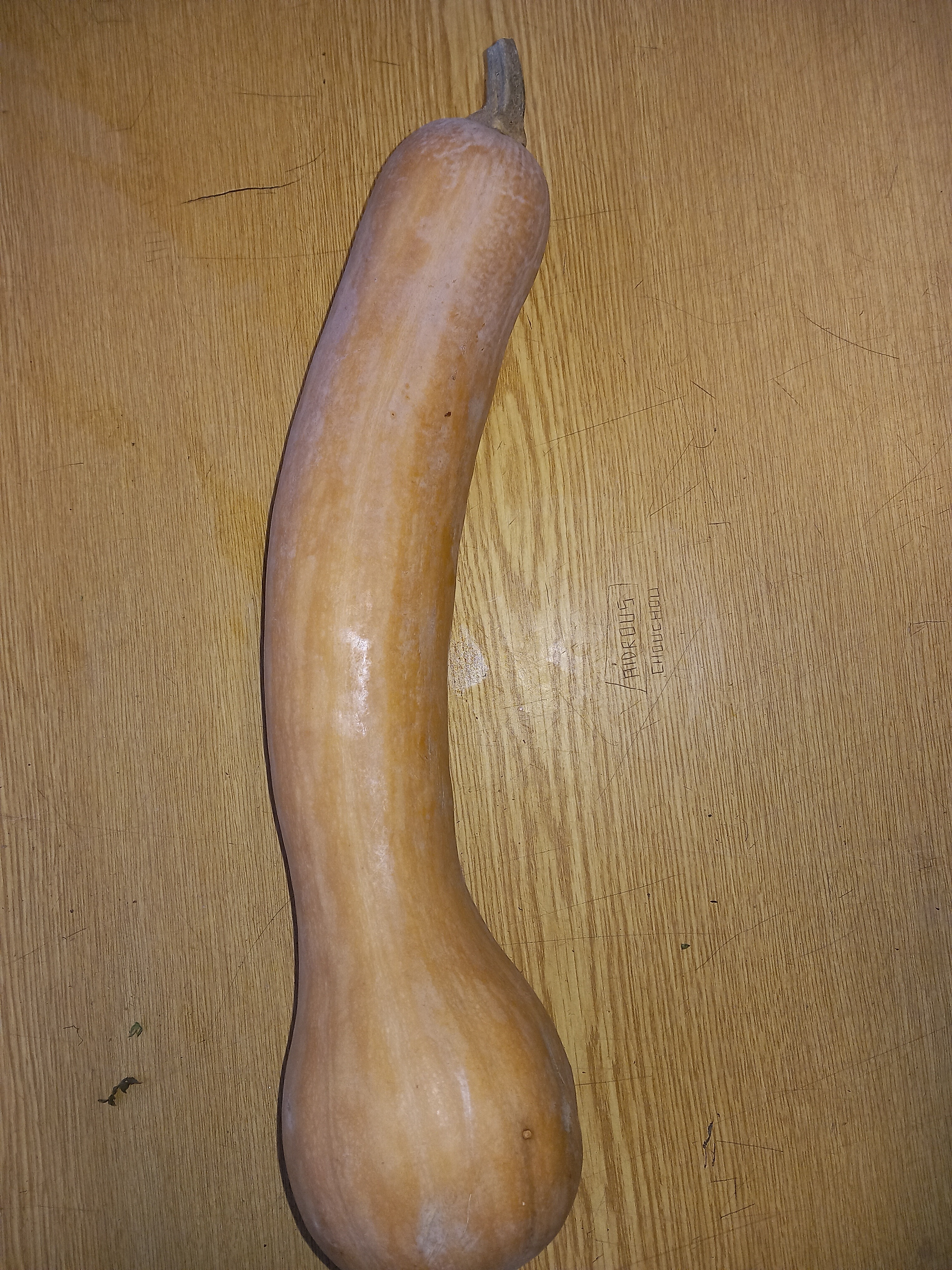 Courge longue de Nice