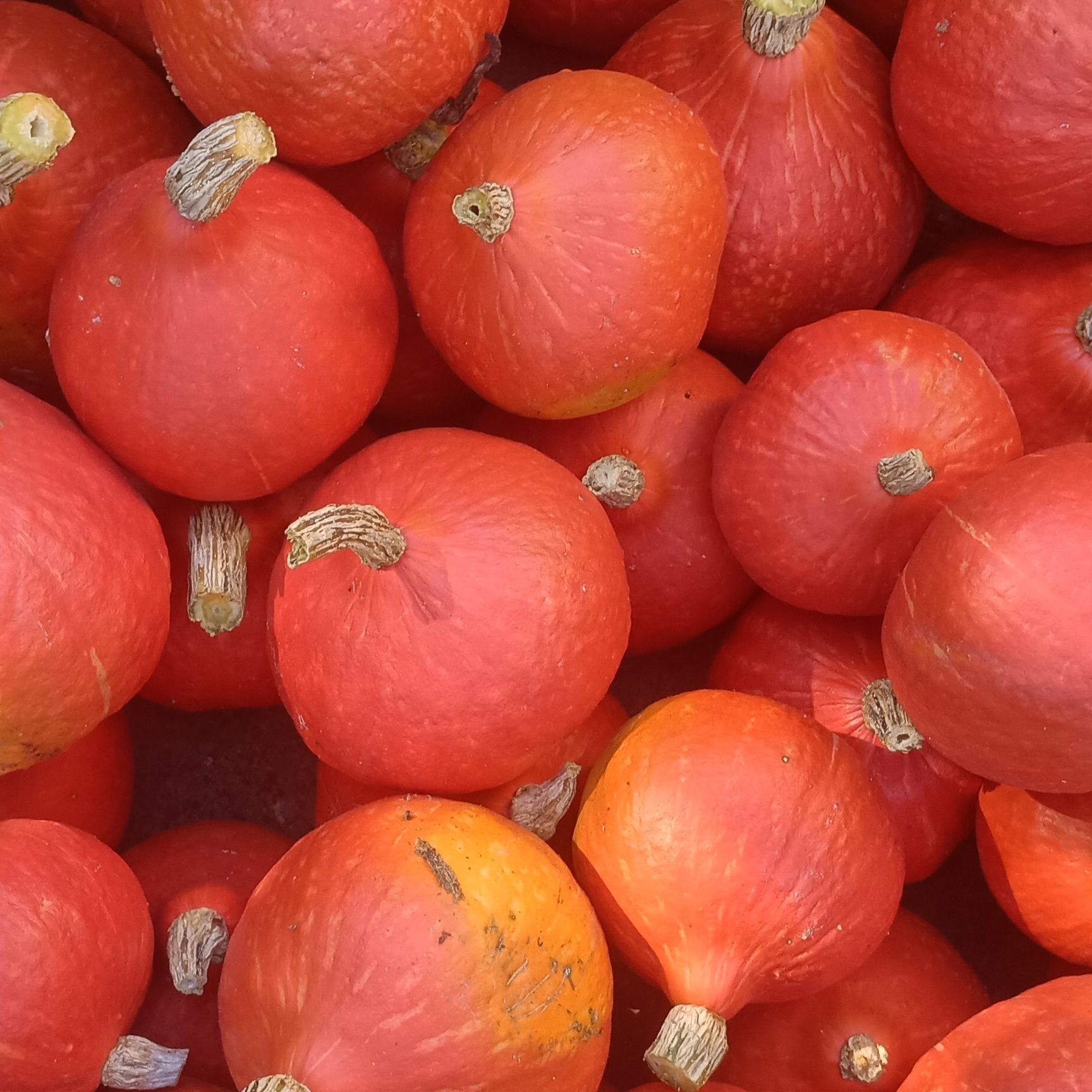 Potimarron - 1kg