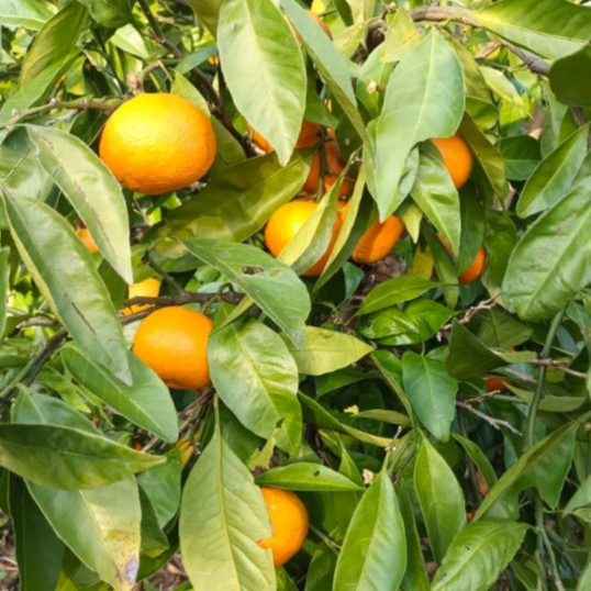 Mandarinier satsuma okitsu - 3l