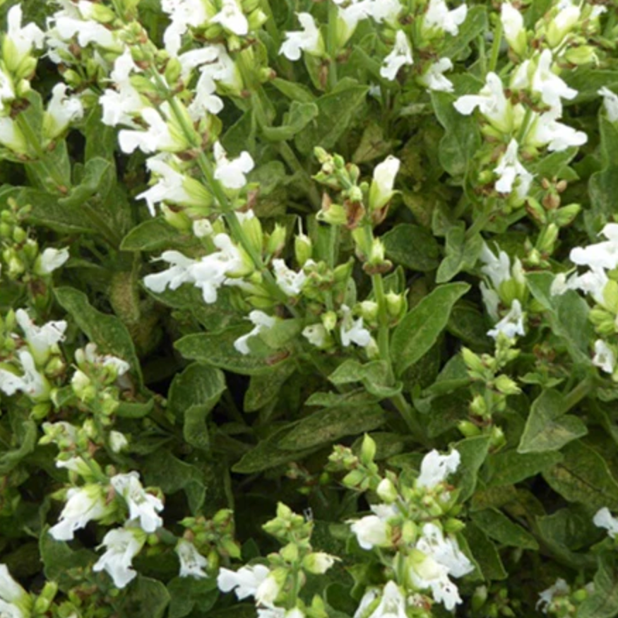 Sauge à petite feuille à fleur blanche Pot 1L