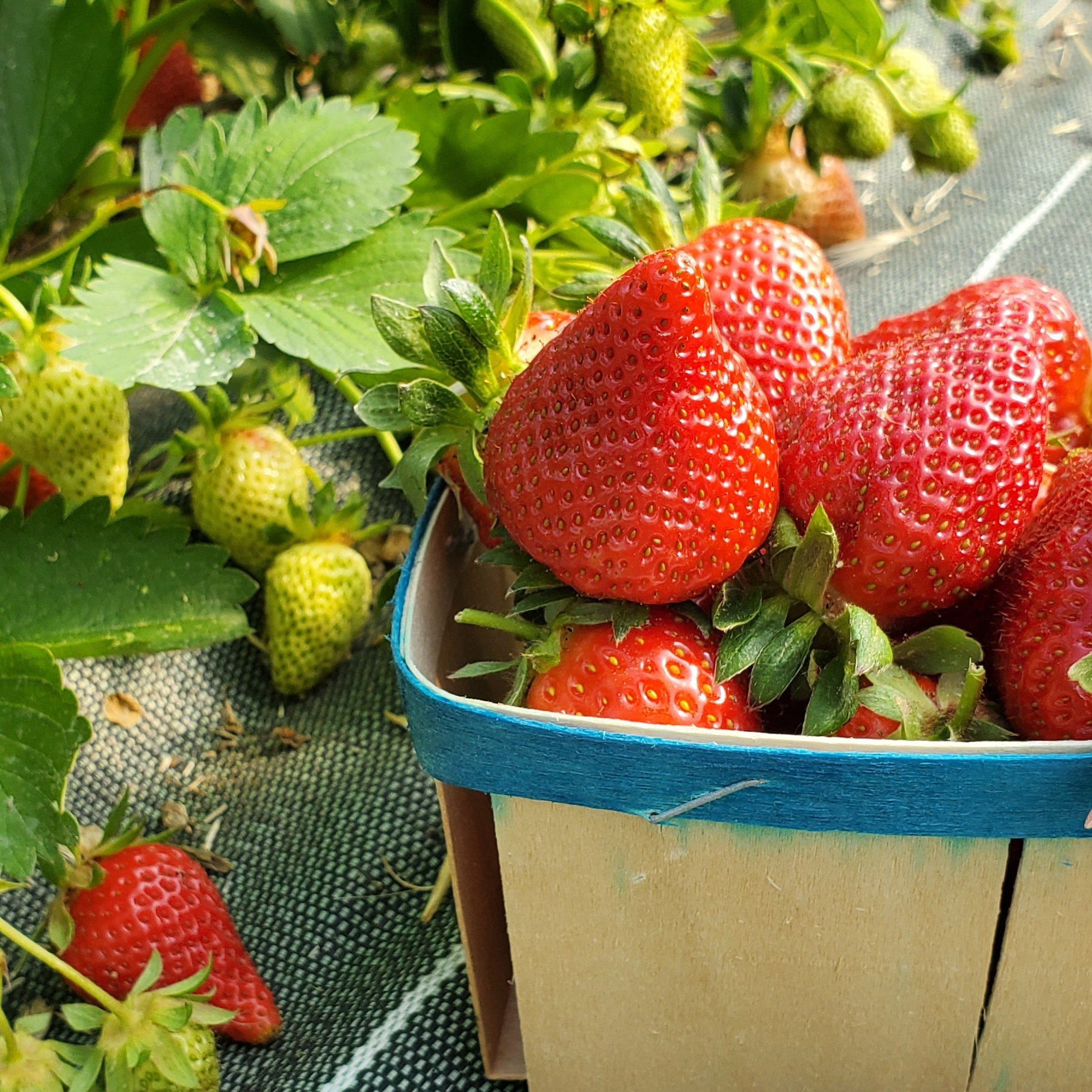 Fraises - 500g