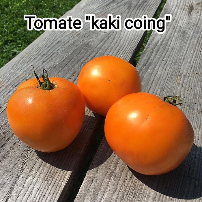 Plant Tomate Kaki coing bio