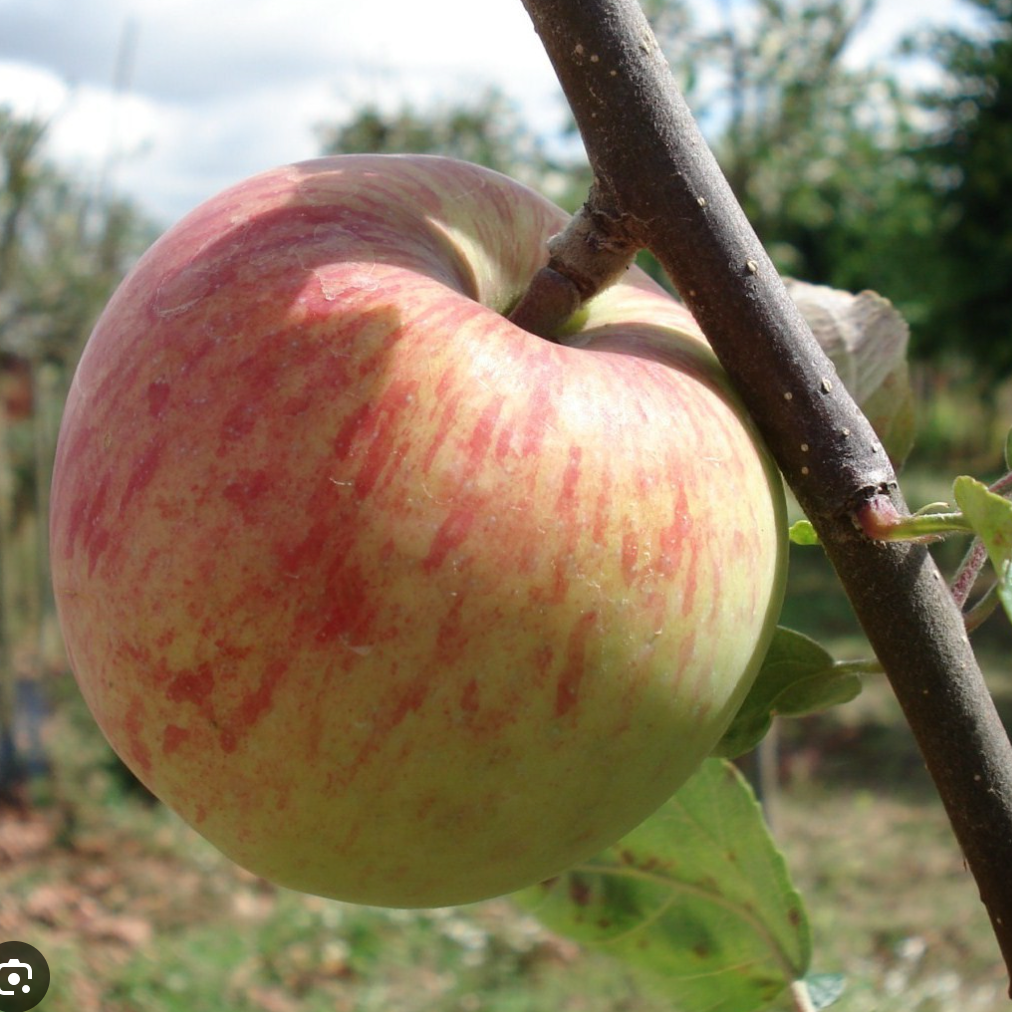 Pommier 'Borowitsky' / Bittenfelder Racines nues