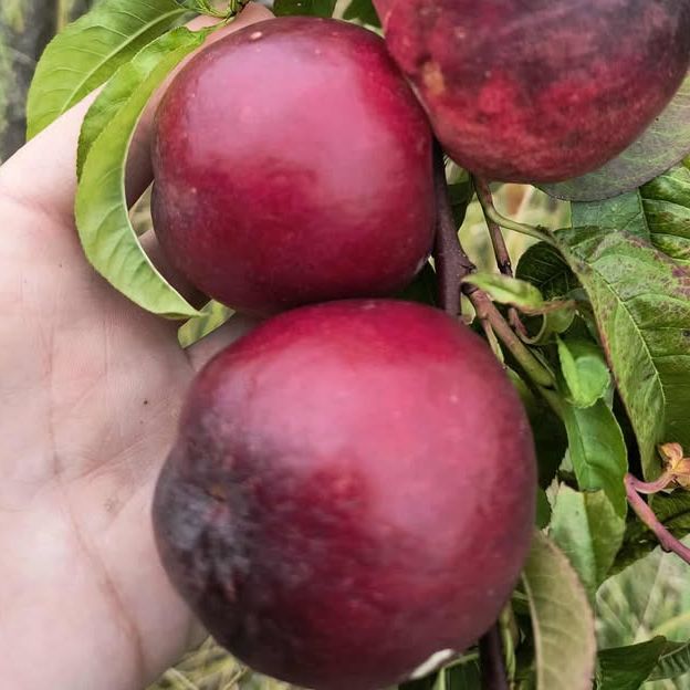Brugnon - Prunus persica